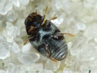 Scymniscus horioni