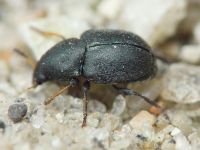 Bruchela suturalis