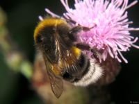Bombus hortorum
