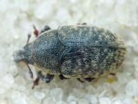 Larinus