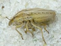 Aelia acuminata