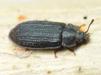 Grynocharis oblonga