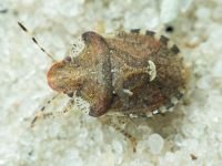 Dyroderes umbraculatus
