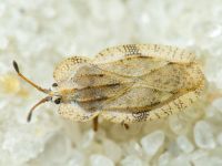 Tingis (Tingis) ampliata