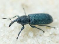 Mecinus janthinus