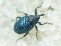 Ceutorhynchus chalibaeus