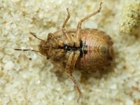 Sciocoris macrocephalus