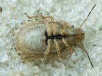 Sciocoris macrocephalus