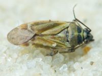 Hoplomachus thunbergii