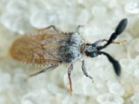 Copium teucrii