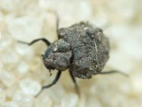 Georissus crenulatus
