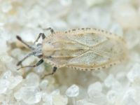 Tingis (Tingis) grisea