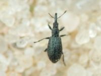 Apioninae