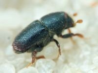 Scolytinae