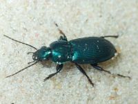 Poecilus (Poecilus) lepidus