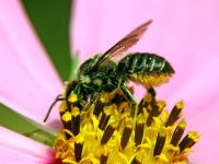Megachile willughbiella