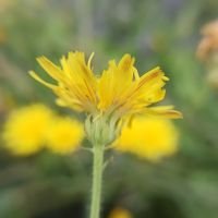 Picris hieracioides