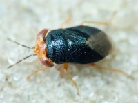 Geocoris erythrocephalus