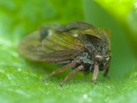 Centrotus cornutus