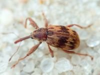 Anthonomus (Furcipus) rectirostris