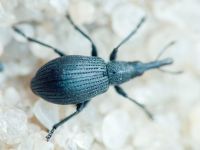 Apioninae