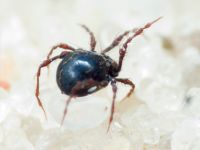 Arachnida