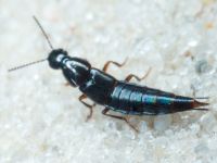 Quedius (Raphirus)