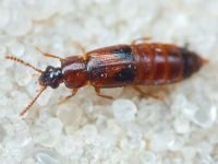 Coleoptera