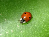 Adalia bipunctata