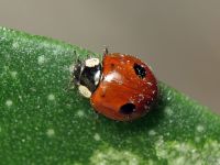 Adalia bipunctata