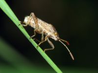 Rhopalidae