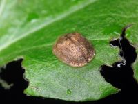 Hypocassida