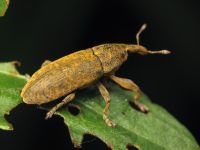 Lixus (Dilixellus) bardanae