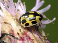 Propylea quatuordecimpunctata