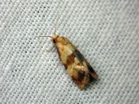 Phalonidia contractana