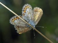 Plebejus argus