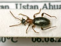 Anthelephila caeruleipennis