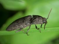 Agrypnus murinus