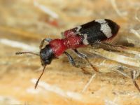 Thanasimus formicarius
