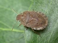 Sciocoris homalonotus