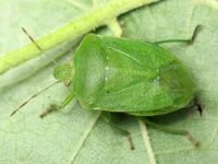 Nezara viridula