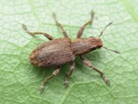 Sitona lepidus