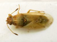 Cymus claviculus