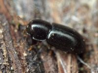 Orthocis perrisi