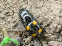 Glischrochilus (Librodor) hortensis