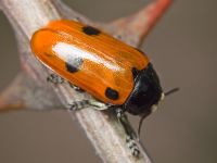Clytra quadripunctata