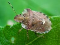 Dyroderes umbraculatus