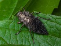 Dicerca aenea aenea