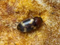 Mycetophagus piceus