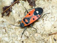 Melanocoryphus albomaculatus